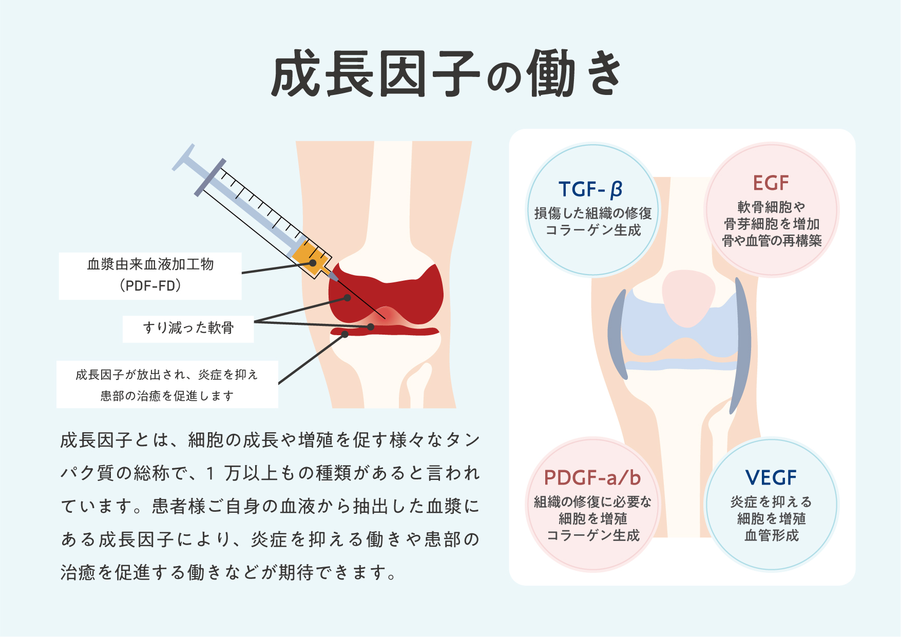 成長因子の働き